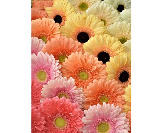 Гербера Box Florein L45***, Модель: 0, фото 4 | Доставка цветов Шарм24