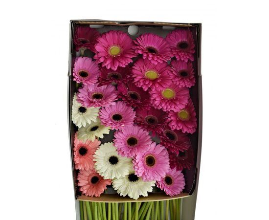Гербера Box Florein L45***, Модель: 0, фото 5 | Доставка цветов Шарм24