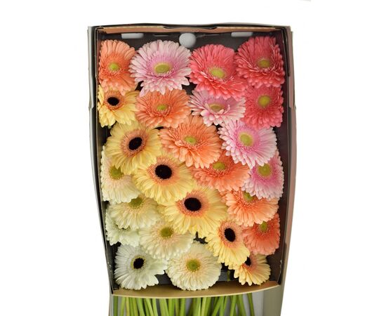 Гербера Box Florein L45***, Модель: 0, фото 6 | Доставка цветов Шарм24