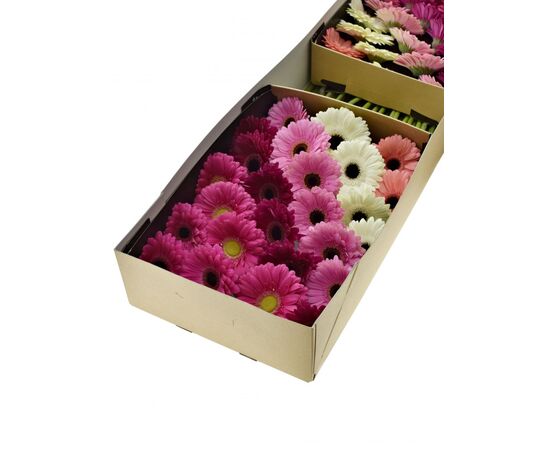 Гербера Mix Holsten 45 см, Модель: 0, зображення 6 | Доставка квітів Шарм24