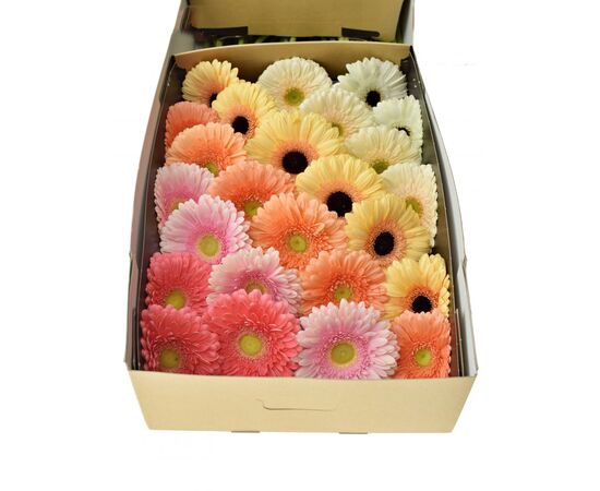 Гербера Mix Holsten 45 см, Модель: 0, зображення 7 | Доставка квітів Шарм24