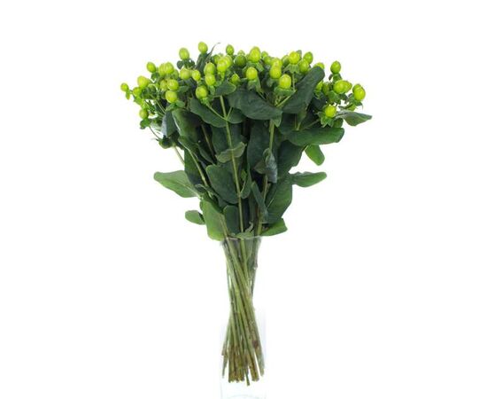 Гіперикум Coco Bamboo, Модель: 0, зображення 3 | Доставка квітів Шарм24