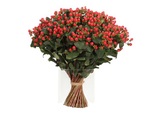 Гиперикум Coco Tango, Модель: 0, фото 3 | Доставка цветов Шарм24