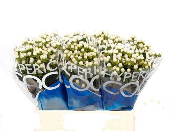 Гиперикум Coco Uno White, Модель: 0, фото 3 | Доставка цветов Шарм24