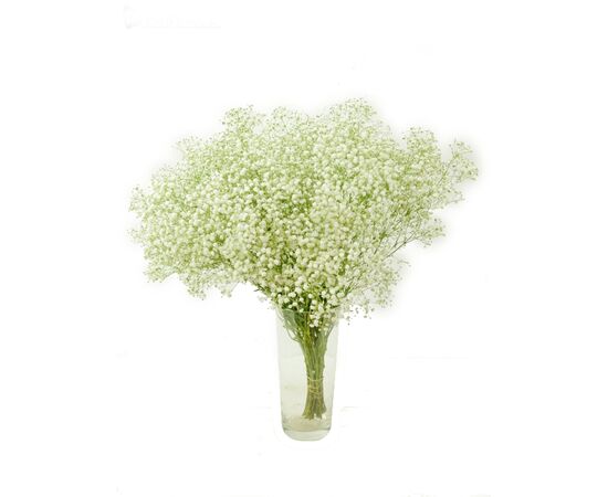 Гіпсофила Beauty Bride, Модель: 0, зображення 3 | Доставка квітів Шарм24