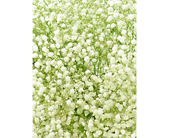 Гіпсофила Beauty Bride, Модель: 0, зображення 4 | Доставка квітів Шарм24