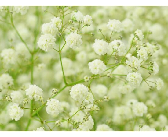 Гіпсофила Beauty Bride, Модель: 0, зображення 5 | Доставка квітів Шарм24