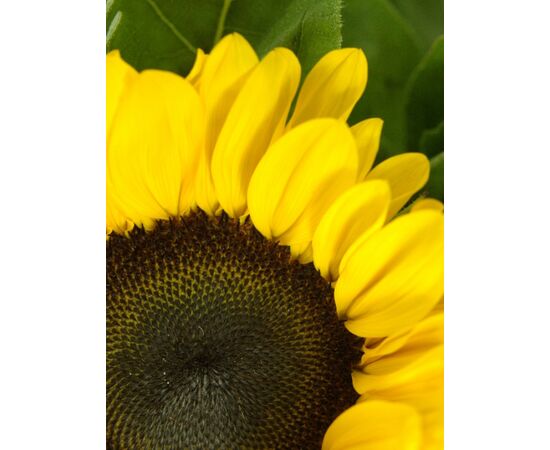 Подсолнухи, Модель: 0, фото 2 | Доставка цветов Шарм24