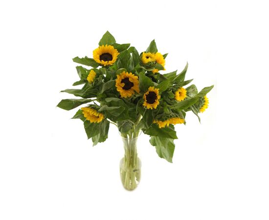 Подсолнухи, Модель: 0, фото 3 | Доставка цветов Шарм24
