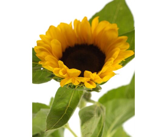 Подсолнухи, Модель: 0, фото 4 | Доставка цветов Шарм24