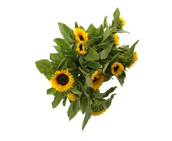 Подсолнухи, Модель: 0, фото 5 | Доставка цветов Шарм24