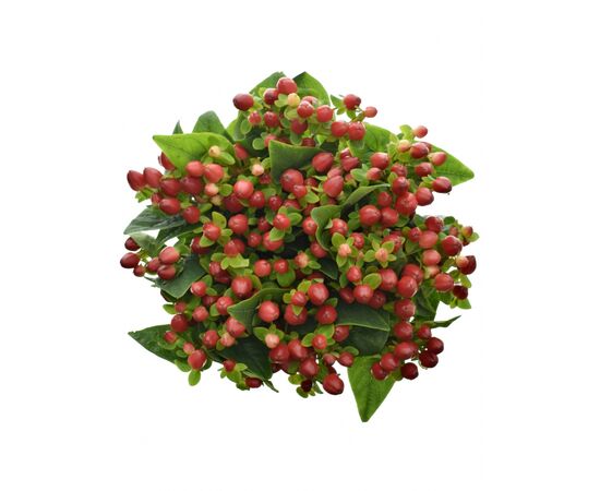 Гіперикум Magic Triumph, Модель: 0, зображення 2 | Доставка квітів Шарм24