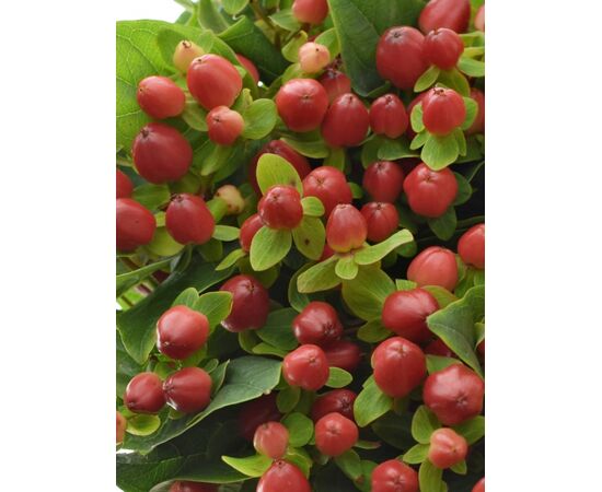 Гіперикум Magic Triumph, Модель: 0, зображення 3 | Доставка квітів Шарм24