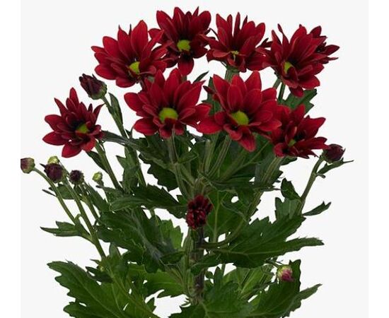 Хризантема Tr Barolo L70, Модель: 0, фото 3 | Доставка цветов Шарм24