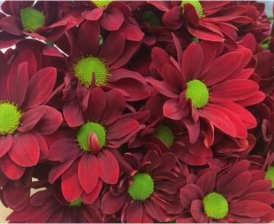 Хризантема Tr Barolo L70, Модель: 0, фото 2 | Доставка цветов Шарм24