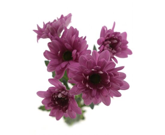 Хризантема Tr Talitha 70см, Модель: 0, зображення 2 | Доставка квітів Шарм24