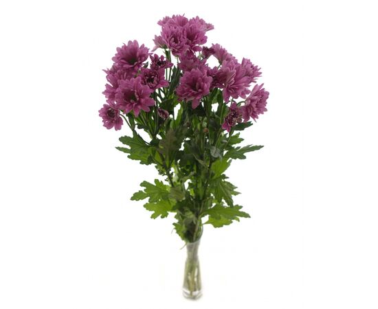 Хризантема Tr Talitha 70см, Модель: 0, зображення 3 | Доставка квітів Шарм24