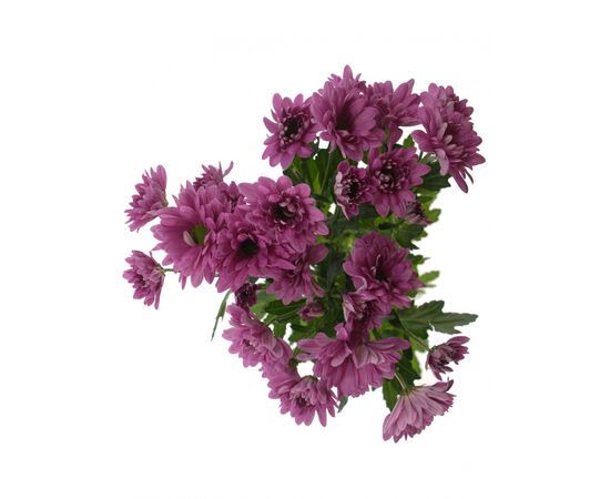 Хризантема Tr Talitha 70см, Модель: 0, зображення 4 | Доставка квітів Шарм24