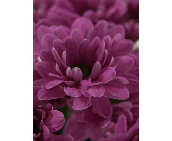 Хризантема Tr Talitha 70см, Модель: 0, зображення 5 | Доставка квітів Шарм24