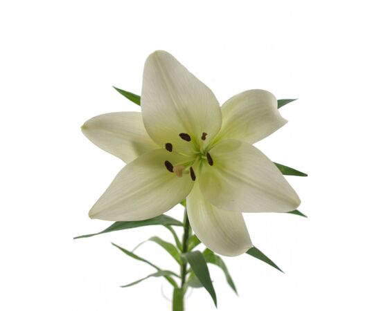 Лилия Zambesi Budget 95см, Модель: 0, фото 2 | Доставка цветов Шарм24