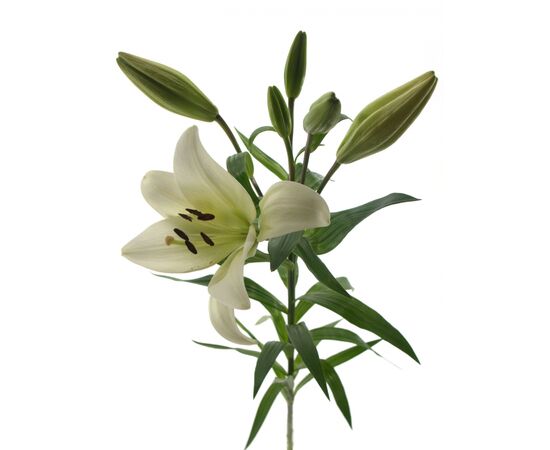 Лилия Zambesi Budget 95см, Модель: 0, фото 3 | Доставка цветов Шарм24