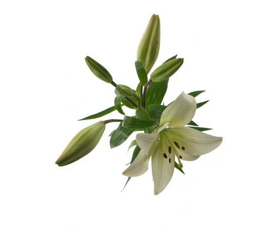 Лилия Zambesi Budget 95см, Модель: 0, фото 4 | Доставка цветов Шарм24