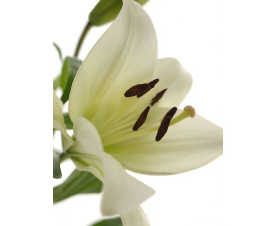 Лилия Zambesi Budget 95см, Модель: 0, фото 5 | Доставка цветов Шарм24