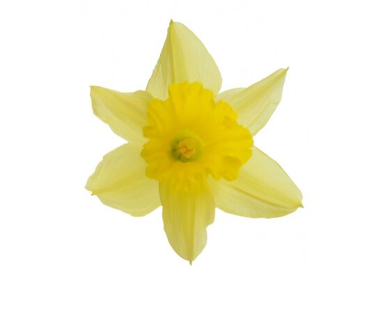Нарцис Mix L50, Модель: 0, зображення 2 | Доставка квітів Шарм24