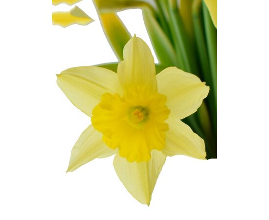 Нарцис Mix L50, Модель: 0, зображення 5 | Доставка квітів Шарм24