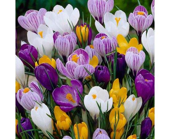 Крокус в горщику Mix L30, Модель: 0, зображення 3 | Доставка квітів Шарм24 Крокус в горщику Mix L30, Модель: 0, зображення 3 | Доставка квітів Шарм24