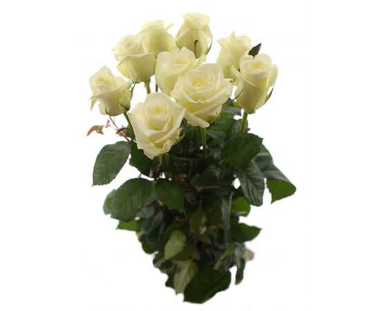 Троянда Білуга L80, Модель: 0, зображення 3 | Доставка квітів Шарм24