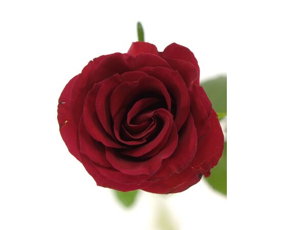 Троянда Престиж L8, Модель: 0, зображення 2 | Доставка квітів Шарм24