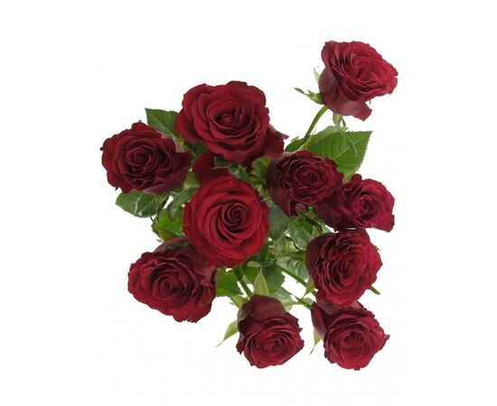 Троянда Престиж L8, Модель: 0, зображення 4 | Доставка квітів Шарм24