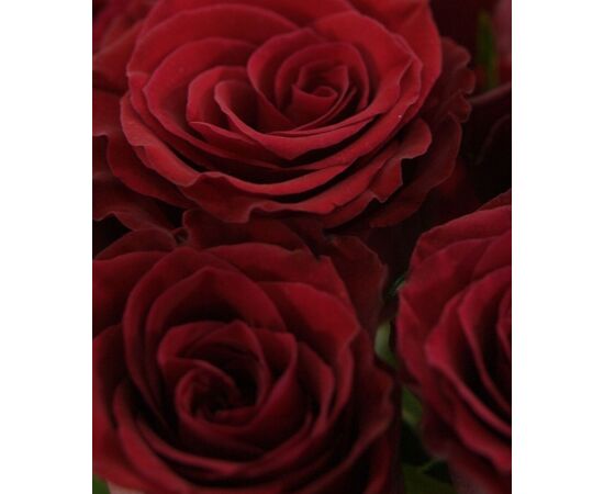 Троянда Престиж L8, Модель: 0, зображення 5 | Доставка квітів Шарм24