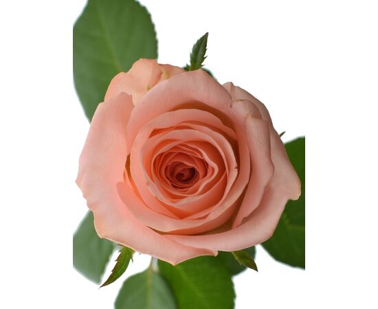 Троянда Анна Карина L8, Модель: 0, зображення 2 | Доставка квітів Шарм24