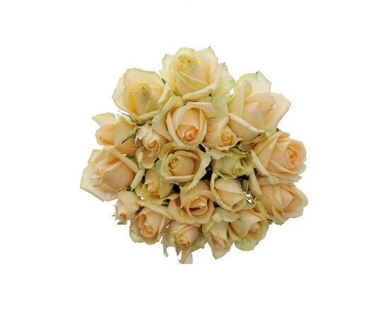 Троянда Піч Аваланч 70 см, Модель: 0, зображення 4 | Доставка квітів Шарм24