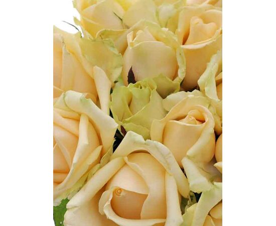 Троянда Піч Аваланч 70 см, Модель: 0, зображення 5 | Доставка квітів Шарм24