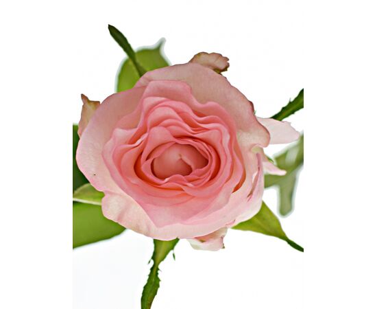 Троянда Gr Boulevard L70, Модель: 0, зображення 2 | Доставка квітів Шарм24