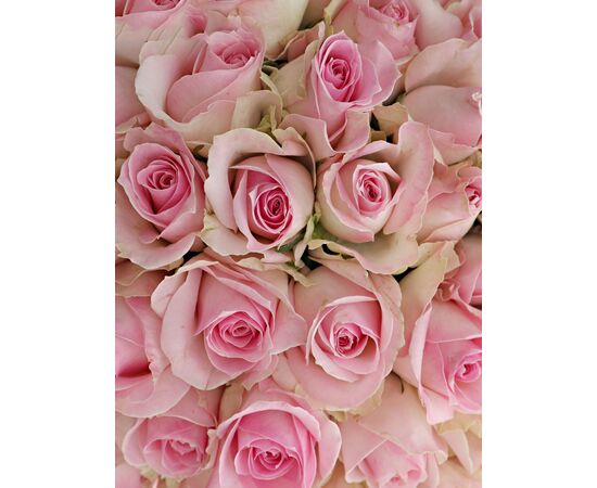 Троянда Gr Boulevard L70, Модель: 0, зображення 5 | Доставка квітів Шарм24