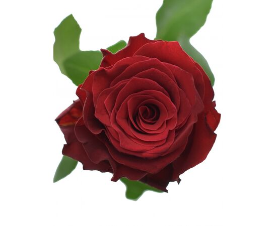 Роза Gr Rhodos L80***, Модель: 0, фото 2 | Доставка цветов Шарм24