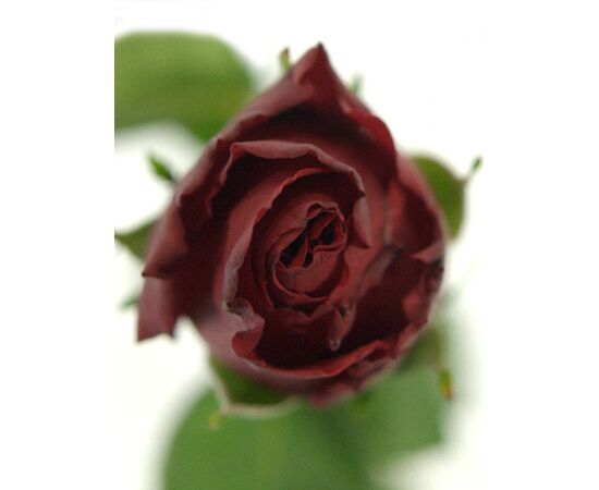 Троянда Gr Upper Class L50, Модель: 0, зображення 2 | Доставка квітів Шарм24