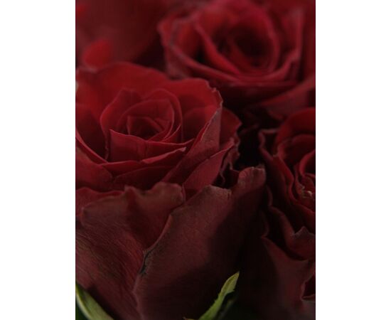 Троянда Gr Upper Class L50, Модель: 0, зображення 5 | Доставка квітів Шарм24