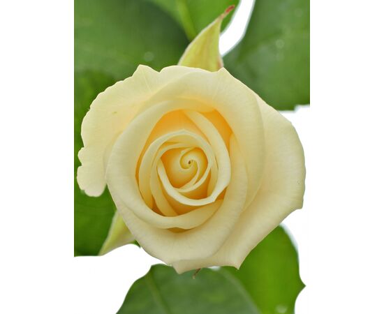 Роза Gr Vendela L80, Модель: 0, фото 2 | Доставка цветов Шарм24