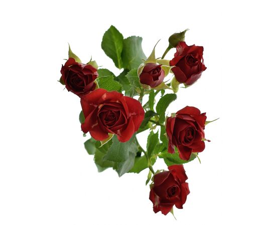 Роза Tr Mirabel L70, Модель: 0, фото 2 | Доставка цветов Шарм24