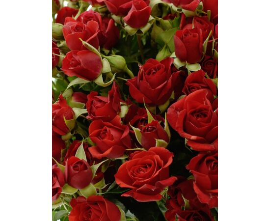 Роза Tr Mirabel L70, Модель: 0, фото 5 | Доставка цветов Шарм24