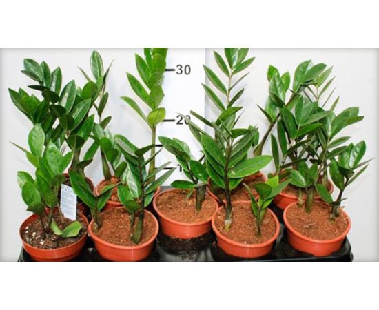 Замиокулькас Zamioculcas 2+ d12 L45, Модель: 0, фото 2 | Доставка цветов Шарм24