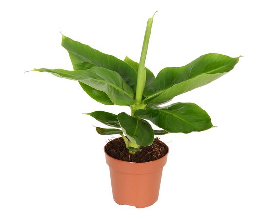 Мусса Tropicana d12 L50, Модель: 0 | Доставка цветов Шарм24 Мусса Tropicana d12 L50, Модель: 0 | Доставка цветов Шарм24