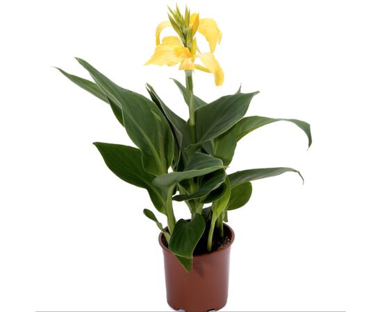 Канна Canna Cannova Mix d17 h80, Модель: 0 | Доставка квітів Шарм24
