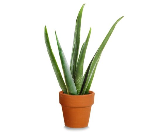 Алое Aloe Vera d10,5 h17, Модель: 0 | Доставка цветов Шарм24