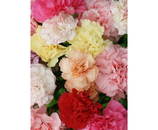 Гвоздика Mix***, Модель: 0, фото 2 | Доставка цветов Шарм24